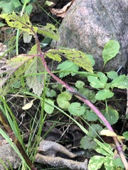 Tenthredo marginella