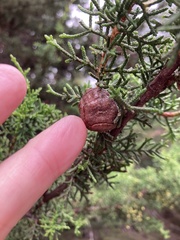 Cupressus sargentii