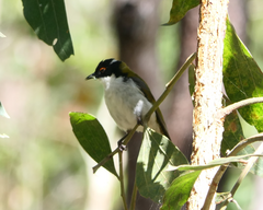 Melithreptus lunatus