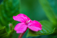 Ruellia elegans