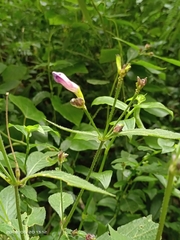 Strobilanthes formosana