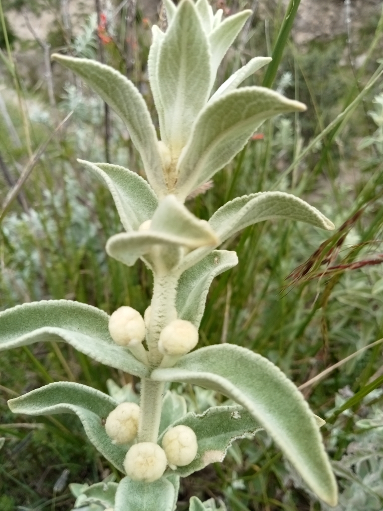 Buddleja perfoliata