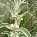 Buddleja perfoliata - Photo (c) Eliud Hernández, some rights reserved (CC BY-NC), uploaded by Eliud Hernández