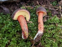 Xerocomellus truncatus