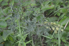 Baptisia bracteata leucophaea