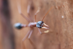 Myrmecia nigriceps