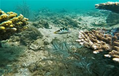 Canthigaster axiologus