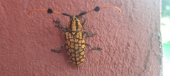 Aristobia approximator