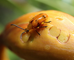 Stethopachys formosa