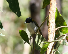 Melithreptus lunatus