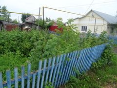Pastinaca sativa sylvestris