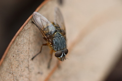 Calyptratae