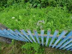 Pastinaca sativa sylvestris