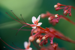 Clerodendrum paniculatum