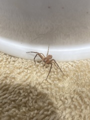 Thomisidae