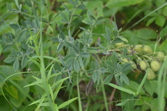 Baptisia bracteata leucophaea