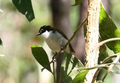 Melithreptus lunatus