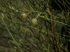 Leptomeria acida