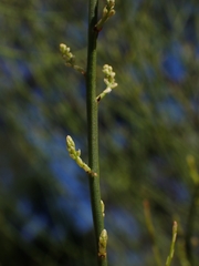 Leptomeria acida