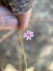 Epilobium brachycarpum