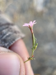 Epilobium brachycarpum