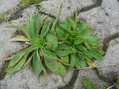 Plantago depressa