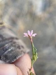 Epilobium brachycarpum
