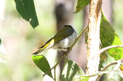 Melithreptus lunatus