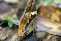 Thauria lathyi