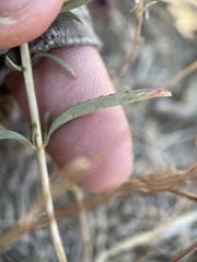 Epilobium brachycarpum