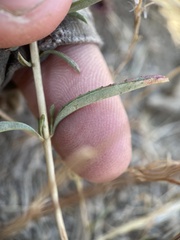Epilobium brachycarpum