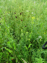 Pastinaca sativa sylvestris