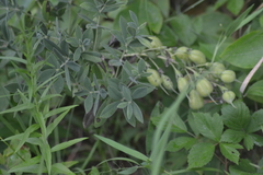 Baptisia bracteata leucophaea
