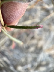 Epilobium brachycarpum