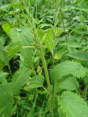Urtica sondenii