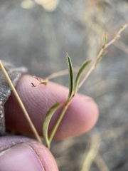 Epilobium brachycarpum