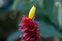 Costus comosus