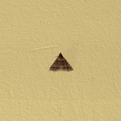 Heterogramma circumflexalis