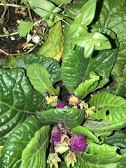 Primula