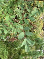 Sorbus sitchensis