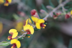 Bossiaea eriocarpa
