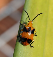 Stethopachys formosa