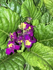 Primula