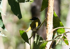Melithreptus lunatus