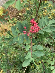 Sorbus sitchensis