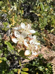 Osteomeles anthyllidifolia