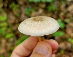 Agaricus leptocaulis
