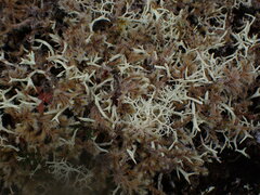 Racomitrium lanuginosum