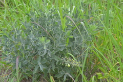 Baptisia bracteata leucophaea