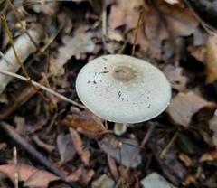 Agaricus leptocaulis